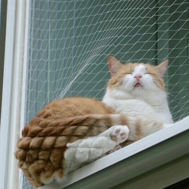 Fun Cat Laughs!!